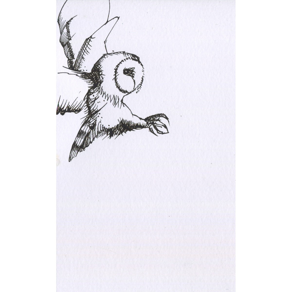 Swooping Barn Owl by Mark Sheeky