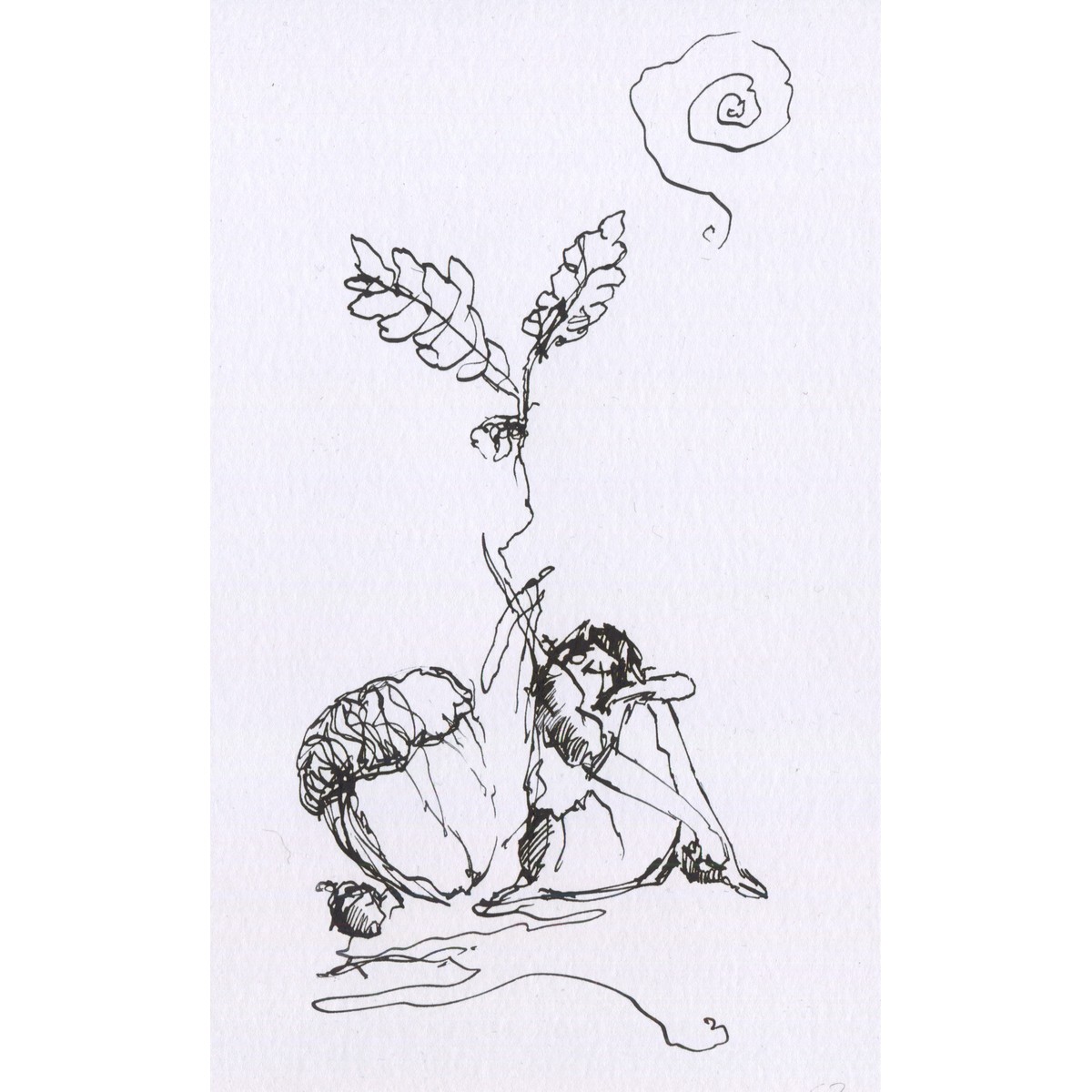Acorns by Mark Sheeky