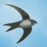 Detail from The Flight of the Swift: The High Flying Swift by Mark Sheeky
